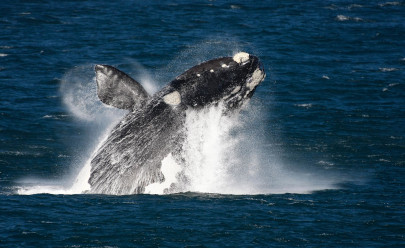 Экскурсия в Херманус – мировая столица китов в ЮАР